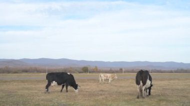 Tarlada otlayan inek portresi. Otlakta ot yiyen bir inek sürüsü