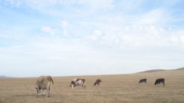 Tarlada otlayan inek portresi. Otlakta ot yiyen bir inek sürüsü