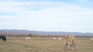 Tarlada otlayan inek portresi. Otlakta ot yiyen bir inek sürüsü