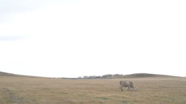 Tarlada otlayan inek portresi. Otlakta ot yiyen bir inek sürüsü