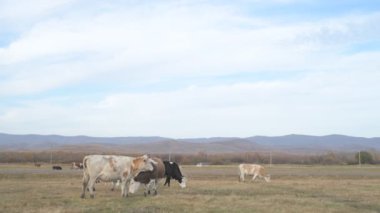 Tarlada otlayan inek portresi. Otlakta ot yiyen bir inek sürüsü