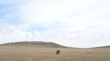 Tarlada otlayan inek portresi. Otlakta ot yiyen bir inek sürüsü