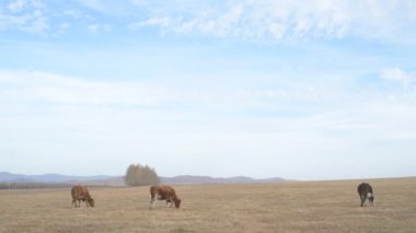 Tarlada otlayan inek portresi. Otlakta ot yiyen bir inek sürüsü