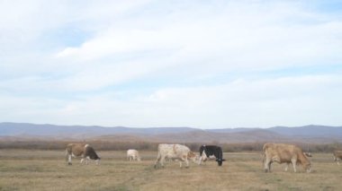 Tarlada otlayan inek portresi. Otlakta ot yiyen bir inek sürüsü