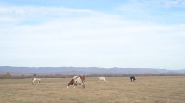 Tarlada otlayan inek portresi. Otlakta ot yiyen bir inek sürüsü