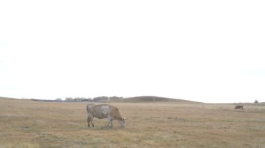 Tarlada otlayan inek portresi. Otlakta ot yiyen bir inek sürüsü
