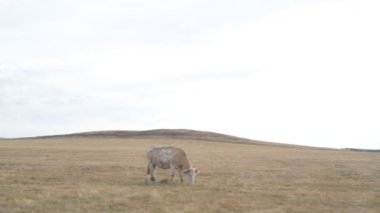 Tarlada otlayan inek portresi. Otlakta ot yiyen bir inek sürüsü