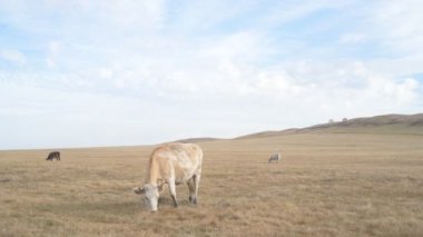 Tarlada otlayan inek portresi. Otlakta ot yiyen bir inek sürüsü