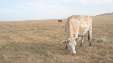 Tarlada otlayan inek portresi. Otlakta ot yiyen bir inek sürüsü