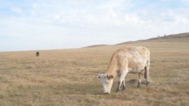 Tarlada otlayan inek portresi. Otlakta ot yiyen bir inek sürüsü