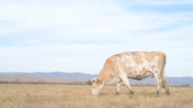 Tarlada otlayan inek portresi. Otlakta ot yiyen bir inek sürüsü