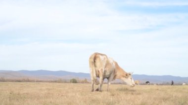 Tarlada otlayan inek portresi. Otlakta ot yiyen bir inek sürüsü