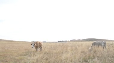 Tarlada otlayan inek portresi. Otlakta ot yiyen bir inek sürüsü