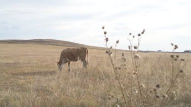 Tarlada otlayan inek portresi. Otlakta ot yiyen bir inek sürüsü