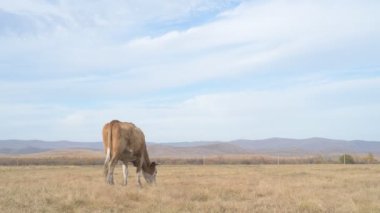 Tarlada otlayan inek portresi. Otlakta ot yiyen bir inek sürüsü