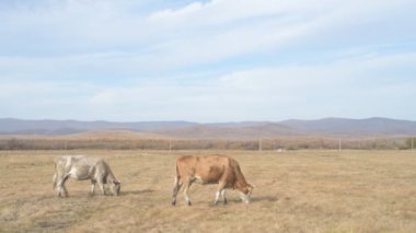 Tarlada otlayan inek portresi. Otlakta ot yiyen bir inek sürüsü