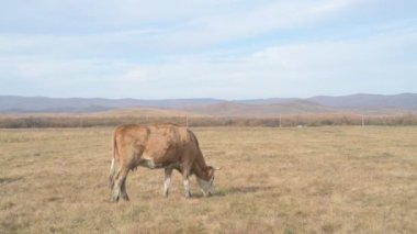 Tarlada otlayan inek portresi. Otlakta ot yiyen bir inek sürüsü