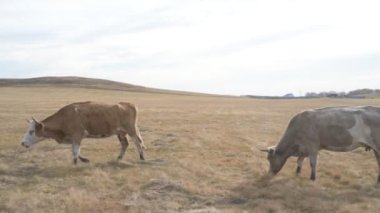 Tarlada otlayan inek portresi. Otlakta ot yiyen bir inek sürüsü