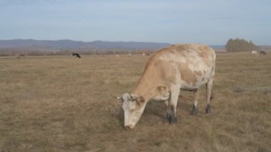 Tarlada otlayan inek portresi. Otlakta ot yiyen bir inek sürüsü