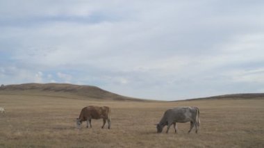 Tarlada otlayan inek portresi. Otlakta ot yiyen bir inek sürüsü