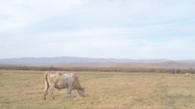 Tarlada otlayan inek portresi. Otlakta ot yiyen bir inek sürüsü