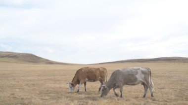 Tarlada otlayan inek portresi. Otlakta ot yiyen bir inek sürüsü