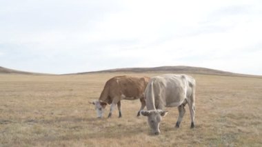 Tarlada otlayan inek portresi. Otlakta ot yiyen bir inek sürüsü