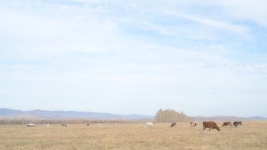 Tarlada otlayan inek portresi. Otlakta ot yiyen bir inek sürüsü