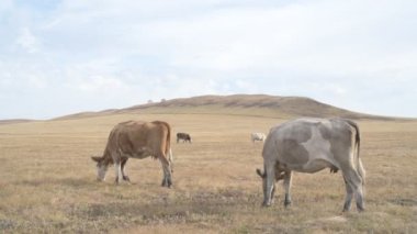 Tarlada otlayan inek portresi. Otlakta ot yiyen bir inek sürüsü