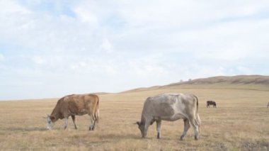 Tarlada otlayan inek portresi. Otlakta ot yiyen bir inek sürüsü