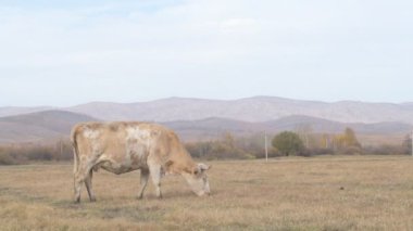 Tarlada otlayan inek portresi. Otlakta ot yiyen bir inek sürüsü
