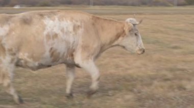 Tarlada otlayan inek portresi. Otlakta ot yiyen bir inek sürüsü