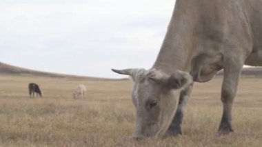 Tarlada otlayan inek portresi. Otlakta ot yiyen bir inek sürüsü