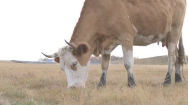 Tarlada otlayan inek portresi. Otlakta ot yiyen bir inek sürüsü