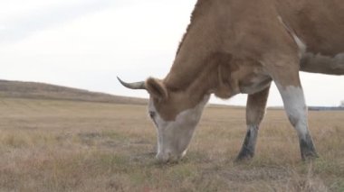 Tarlada otlayan inek portresi. Otlakta ot yiyen bir inek sürüsü
