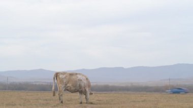 Tarlada otlayan inek portresi. Otlakta ot yiyen bir inek sürüsü