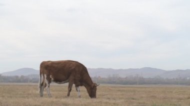 Tarlada otlayan inek portresi. Otlakta ot yiyen bir inek sürüsü