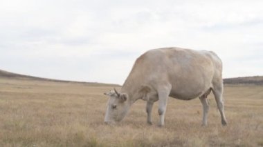 Tarlada otlayan inek portresi. Otlakta ot yiyen bir inek sürüsü
