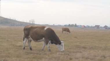 Tarlada otlayan inek portresi. Otlakta ot yiyen bir inek sürüsü