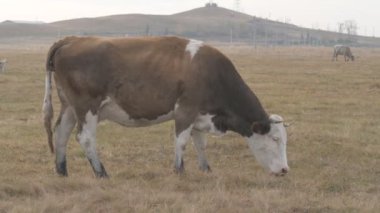 Tarlada otlayan inek portresi. Otlakta ot yiyen bir inek sürüsü