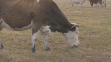 Tarlada otlayan inek portresi. Otlakta ot yiyen bir inek sürüsü