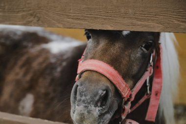 Hayvan çiftliğindeki küçük bir midillinin fotoğrafı, hayvanat bahçesindeki ahırdaki atlar.