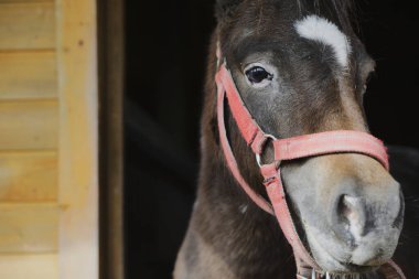 Hayvan çiftliğindeki küçük bir midillinin fotoğrafı, hayvanat bahçesindeki ahırdaki atlar.
