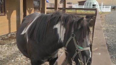  Hayvan çiftliğinde midilli, hayvanat bahçesinde atlar.