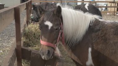  Hayvan çiftliğinde midilli, hayvanat bahçesinde atlar.