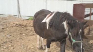 Hayvan çiftliğinde midilli, hayvanat bahçesinde atlar.