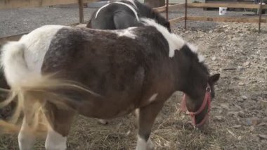  Hayvan çiftliğinde midilli, hayvanat bahçesinde atlar.