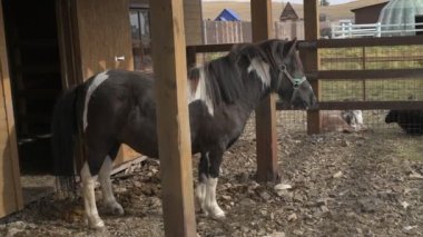  Hayvan çiftliğinde midilli, hayvanat bahçesinde atlar.
