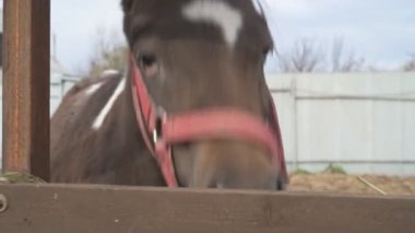  Hayvan çiftliğinde midilli, hayvanat bahçesinde atlar.