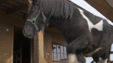  Hayvan çiftliğinde midilli, hayvanat bahçesinde atlar.